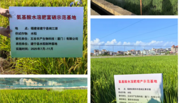 五谷丰产农作物增长液 闽台科技新成果